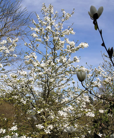 Upton Wold | The Hidden Garden of the Cotswolds